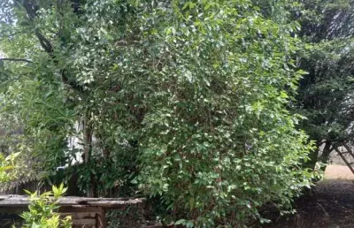 Terreno à venda na vila togni, poços de caldas  por r$ 450.000