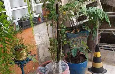 Casa com 3 quartos à venda na Rua das Glicínias, 121, Mirandópolis, São Paulo