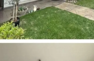 Casa com 3 quartos à venda na Avenida Panamericana, 522, Parque da Matriz, Cachoeirinha