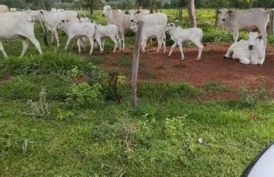 Chácara / sítio à venda na Zona Rural, Coxim 