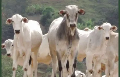 Fazenda à venda no centro, cambuí  por r$ 20.000.000