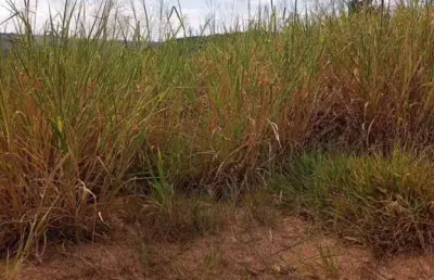 Terrenos para venda em itupeva no bairro jardim primavera