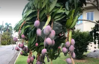 Terreno à venda na alameda fiji, 74, tamboré, santana de parnaíba, 1044 m2 por r$ 5.650.000