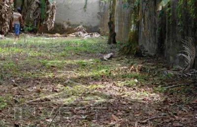 Ubatuba, vila itamambuca - casa em linda área com 5.000m2 totalmente escriturada, ideal para pousada