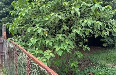 Terreno à venda na Rua Alberto de Salvo, 10, Jardim Santa Genebra II (Barão Geraldo), Campinas