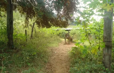 Fazenda à venda na Rua José Moreira Pontes, Zona Rural, Marliéria