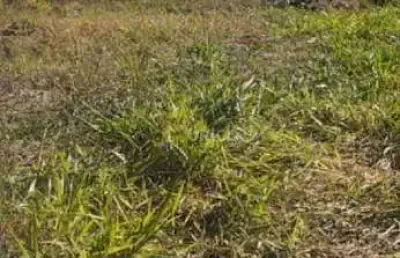 Terreno à venda no nova jaguariúna em jaguariúna/sp