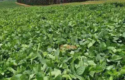 Fazenda à venda, 68 alqueires  por r$ 17.000.000 região de bauru/sp