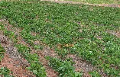 Fazenda à venda, 350 alqueires por r$ 128.000.000 - região de itapetininga/sp