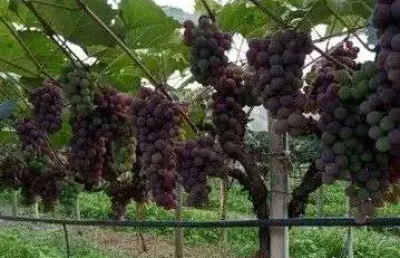 Fazenda à venda na Estrada Municipal Domingos Stoco, Bairro do Morro, Itatiba
