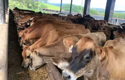 Fazenda à venda na Rua João Vieira Rios, Centro, Pouso Alegre