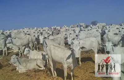 Fazenda à venda no bairro centro - montes claros/mg