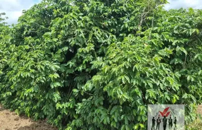 Fazenda à venda no bairro pouso alegre - pouso alegre/mg