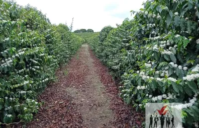 Fazenda à venda no Centro, Lavras 