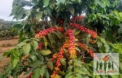 Fazenda à venda no Centro, Luminárias 
