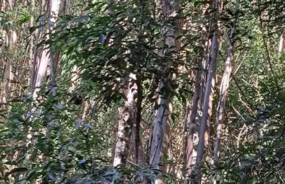 Fazenda à venda no Centro, Joanópolis 