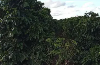 Fazenda à venda no Centro, Campestre 
