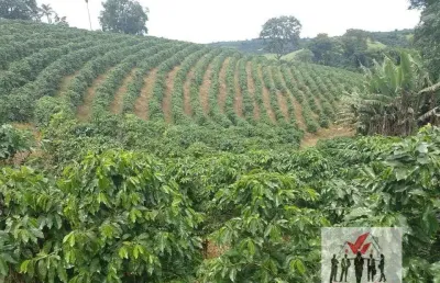 Fazenda à venda no Centro, Campestre 
