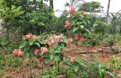 Chácara / sítio à venda na Rua Maura Carvalho, --, Morada Nova, Uberlândia