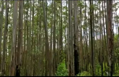 Floresta de eucalipto a venda na região de itapeva-sp ??  ?   - localizada no município de guapiara-sp  - em torno de 100 alqueires em madeira de eucalipto   - estimativa de 1.250 metros cúbicos por a
