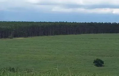 Fazenda 97 alqueires sendo 73 em cana, planta até 80 alqueires, rica em água, 2 ribeirões, pode fazer 2 represas em 1 alqueires cada p/irrigação.