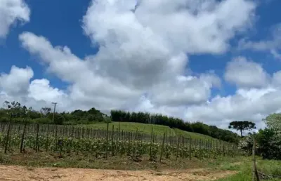 Chácara 30.000m2 casa simples,baracão,boa topografia,poço artesiano,rica em água,11 mil pés de uva,documentação ok