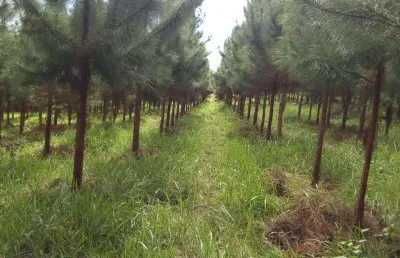 Fazenda 153 alqueires, 95 alqueires em eucalipto, 28 alqueires em pasto, casa sede, galpão, curral, casa de caseiro, ótima localização