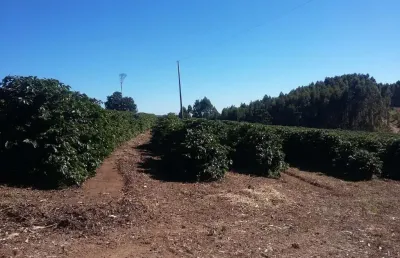 Fazenda tripla aptidão com 680 hectares, 250 mil pés de café, 300 mil pés de eucalipto, pasto, barracão, casa sede, rica em água, toda estruturada