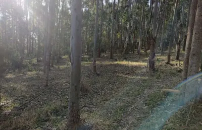 Sítio 14,5 alqueires, 9 alqueires em eucalipto, 3 alqueires em pasto, casa sede boa, casa de caseiro, curral, ótima localização
