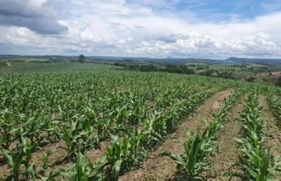 Fazenda 125 alqueires, aproveitamento de 70% em lavoura, solo misto, boa de água com rio, 80% de aproveitamento em eucalipto, casa sede