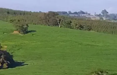 Fazenda 100 alqueires, 35 alqueires em área plantada, planta-se mais 30 alqueires, topografia ótima, terra mista, rica em água com lagos e nascente