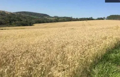Fazenda 67 alqueires, rica em água com lagos e nascentes, 35 alqueires plantados, dupla aptidão, topografia boa, terra mista e vermelha, casa simples