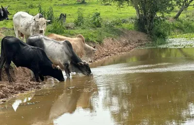 Sitio porangaba  22 alqueires   - formada em pasto  - topografia plana a ondulada  - atualmente na pecuária  - boa em água: nascente, açudes e córrego