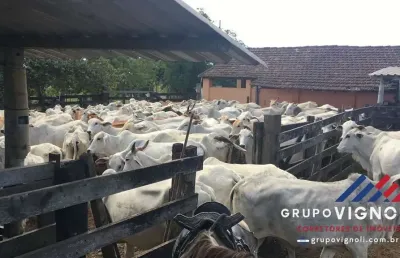 Fazenda para venda em araruama, monteiro (são vicente)