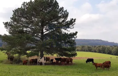 Fazenda à venda na rodovia do xisto, 476, passa dois, lapa, 411400 m2 por r$ 6.900.000