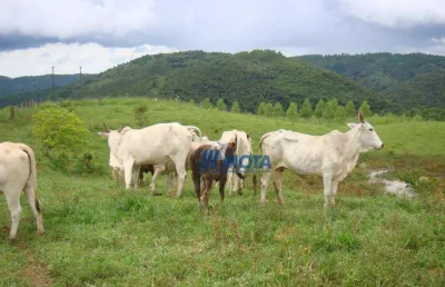 Fazenda com 1 sala à venda na Rua Benedito Soares Pinto, Três Córregos, Campo Largo