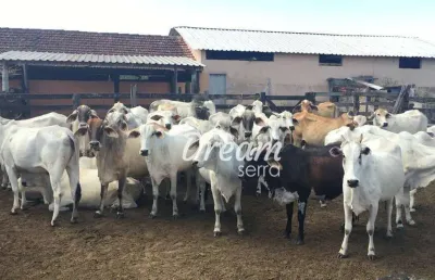 Investidor olha a oportunidade! fazenda de 52 alqueires ativa em araruama/rj