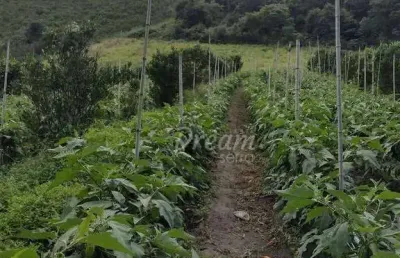 Chácara / sítio com 1 quarto à venda na estrada granja mafra, granja mafra, teresópolis, 100 m2 por r$ 550.000