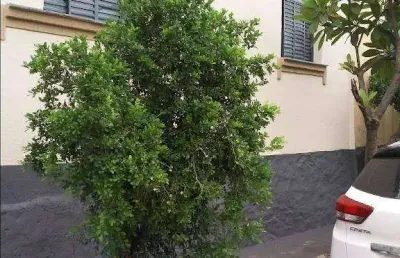 Casa com 3 quartos à venda no Campos Elíseos, Ribeirão Preto 