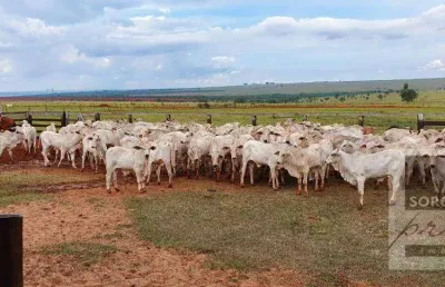 Fazenda à venda, 3242800 m² por r$ 28.500.000,00 - centro - itajobi/sp