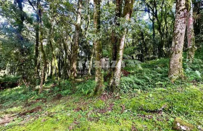 Terreno em condomínio fechado à venda na Rua José Pedro Piva, Parque Pinheiro Grosso, Canela