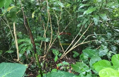 Terreno na serra da cantareira, localização maravilhosa!
