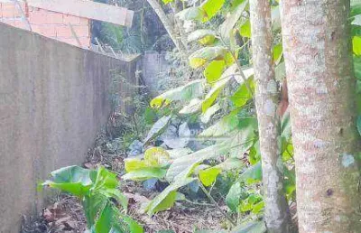Terreno à venda, 500 m² por r$ 200.000,00 - jardim das palmeiras (zona sul) - são paulo/sp
