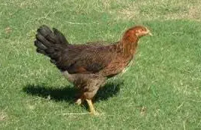 Chácara / sítio à venda no Paranoá, Brasília 