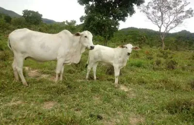 Chácara / sítio à venda na Rua Irmã Celina, Jardim Nova Esperança, Goiânia
