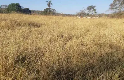 Chácara / sítio à venda na Avenida Central, Jardim Nova Esperança, Goiânia