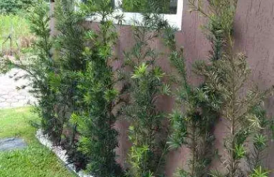 Casa em condomínio fechado com 2 quartos à venda na rua joaquim aurélio nabuco de araújo, capricórnio i, caraguatatuba, 77 m2 por r$ 380.000