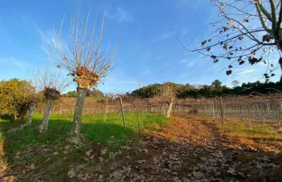 Terreno à venda na Santa Tereza, s, Centro, Santa Tereza
