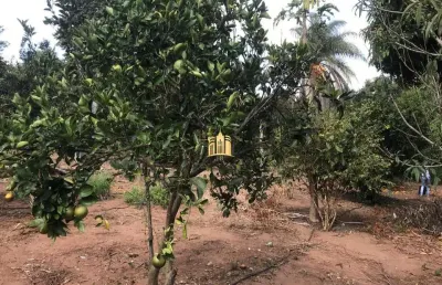 Chácara / sítio com 2 quartos à venda em Caracóis, Esmeraldas 