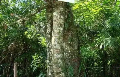 Terreno à venda na Rua José Luiz Alves, Centro, Mongaguá